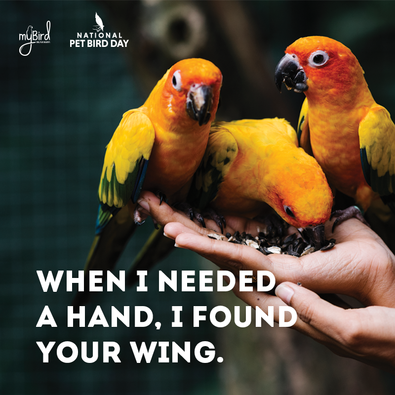 When I needed a hand, I found a wing.