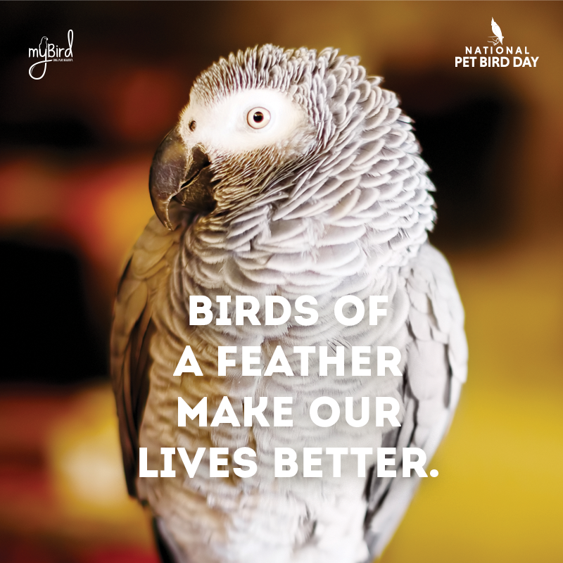 Birds of a feather make our lives better.