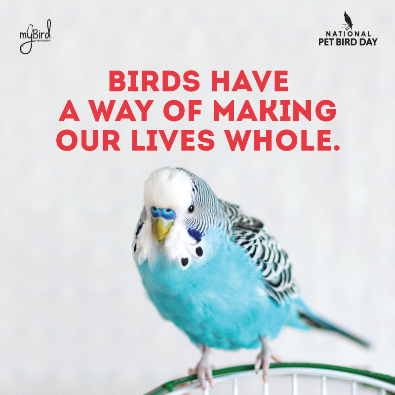 Birds have a way of making our lives whole.