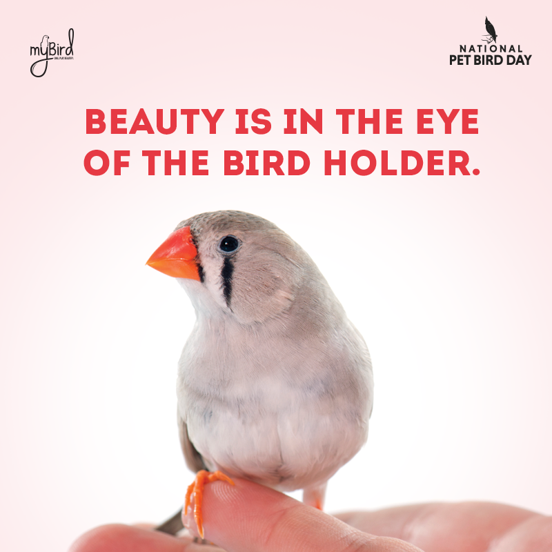 Beauty is in the eye of the bird holder.