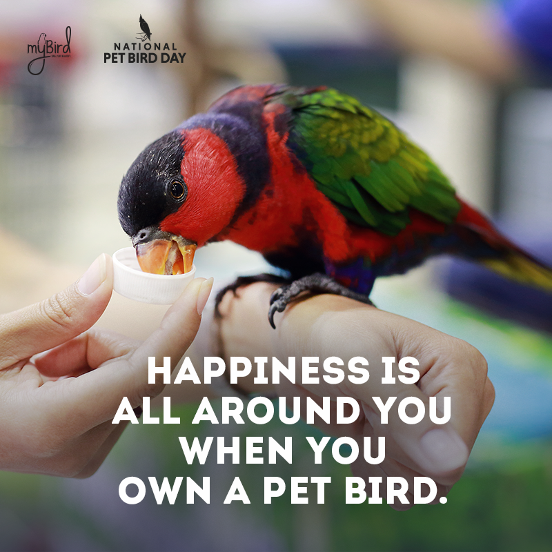 Happiness is all around you when you own a pet bird.