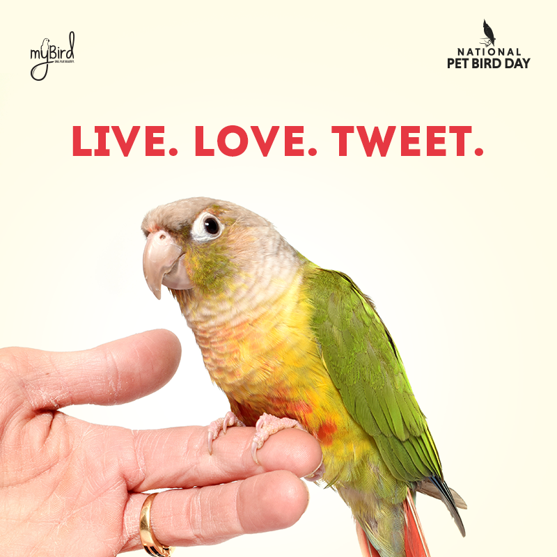 Live. Love. Tweet.