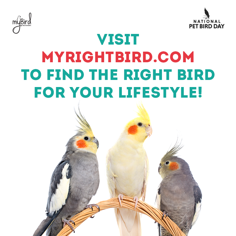 Visit myrightbird.com to find the right bird for your lifestyle!