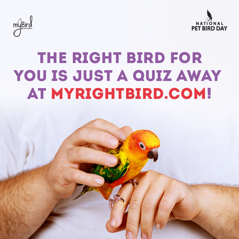 The right bird for you is just a quiz away at myrightbird.com!