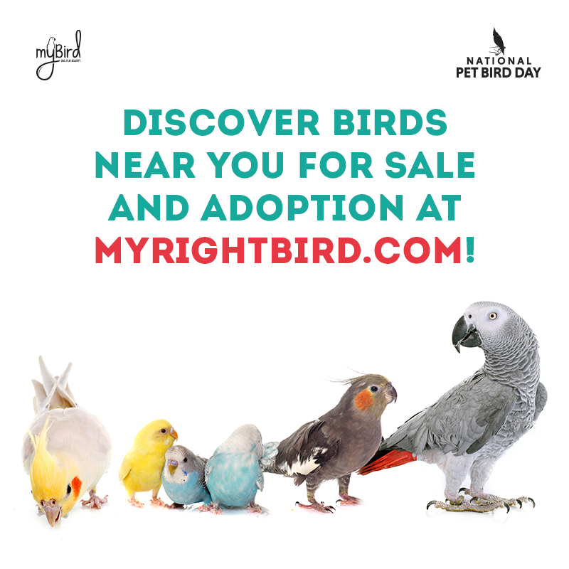 Discover birds near you for sale and adoption at myrightbird.com