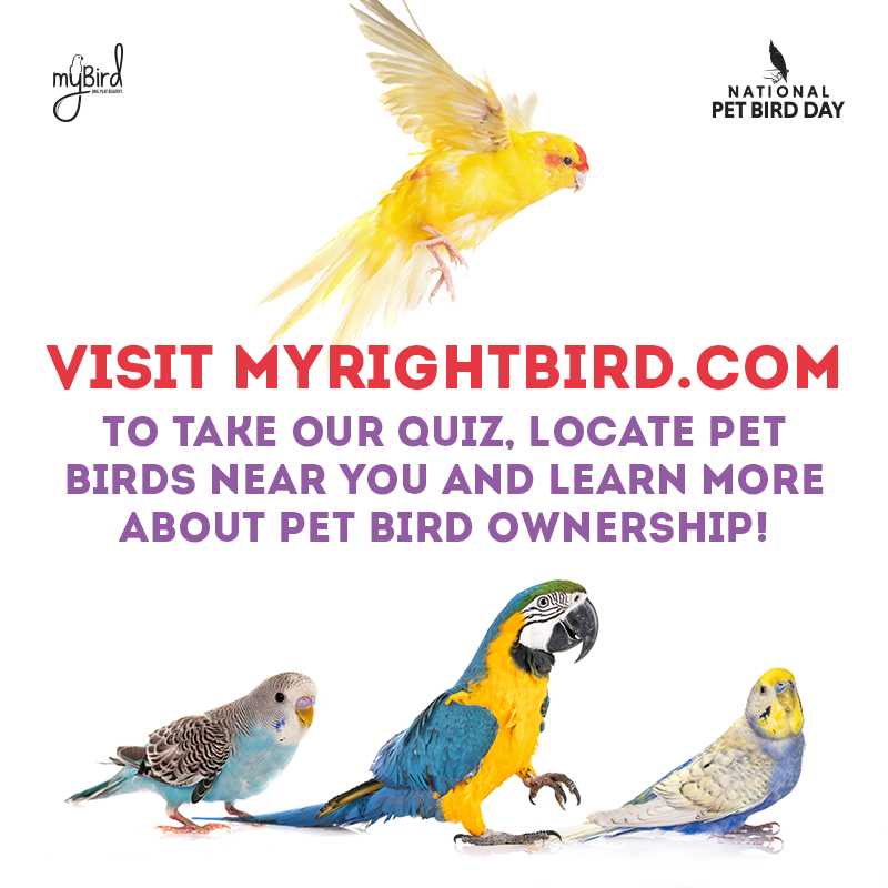 Visit myrightbird.com to take our quiz, locate pet birds near you, and learn more about pet bird ownership!