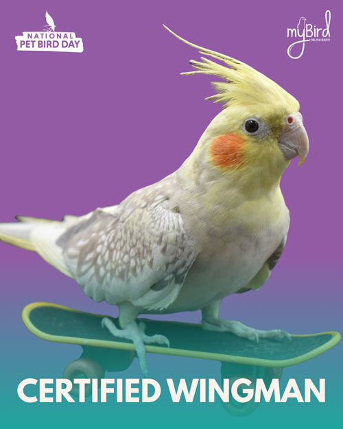 Certified wingman