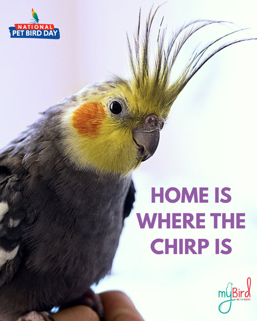 Home is where the chirp is