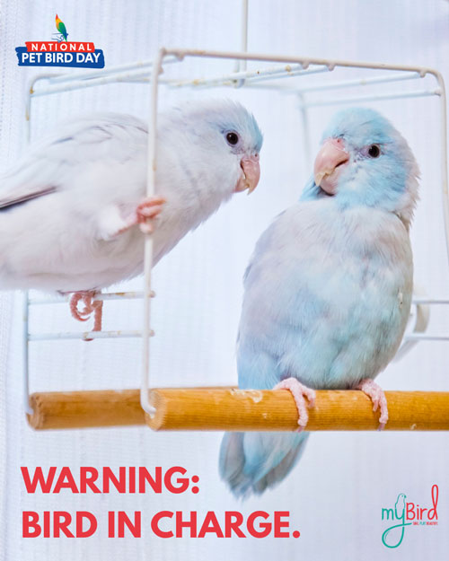 Warning: Bird in charge.