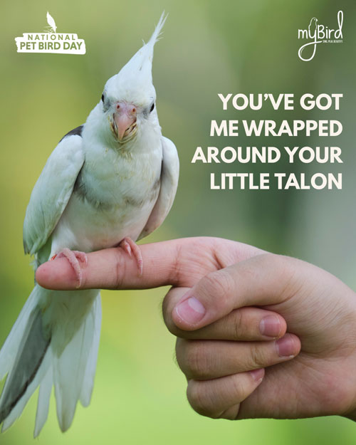 You've got me wrapped around your little talon