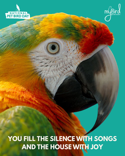 You fill the silence with songs and the house with joy
