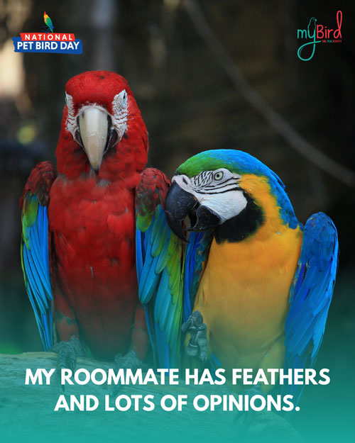My roommate has feathers and lots of opinions.