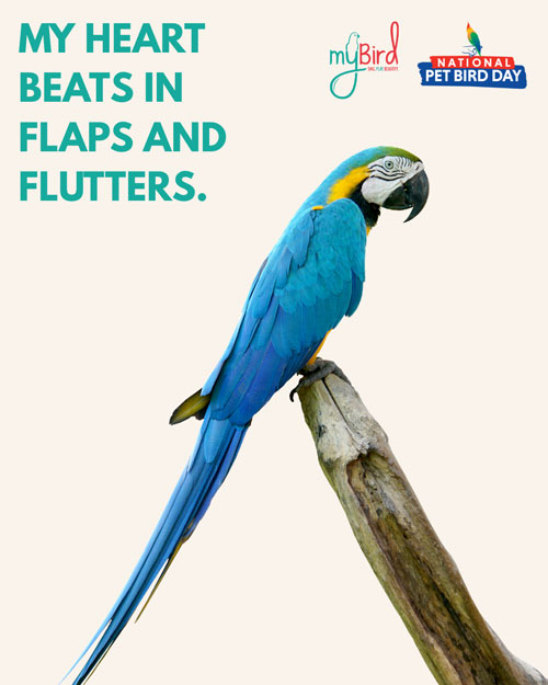 My heart beats in flaps and flutters.