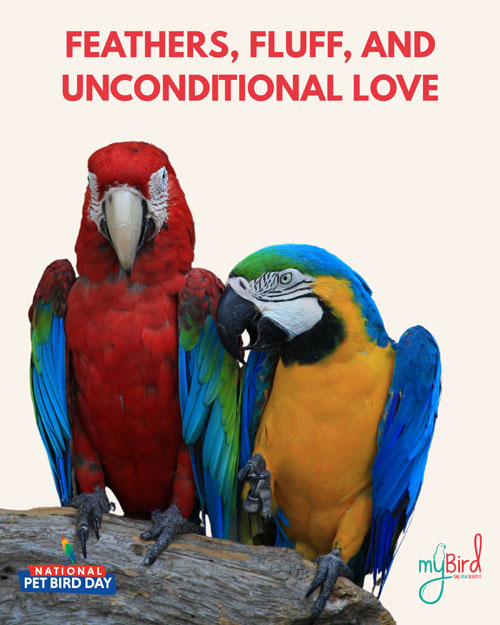 Feathers, fluff, and unconditional love
