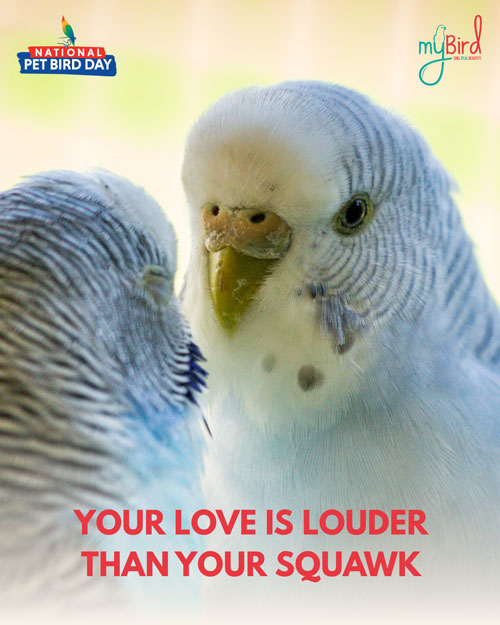 Your love is louder than your squawk