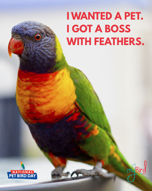 I wanted a pet. I got a boss with feathers.