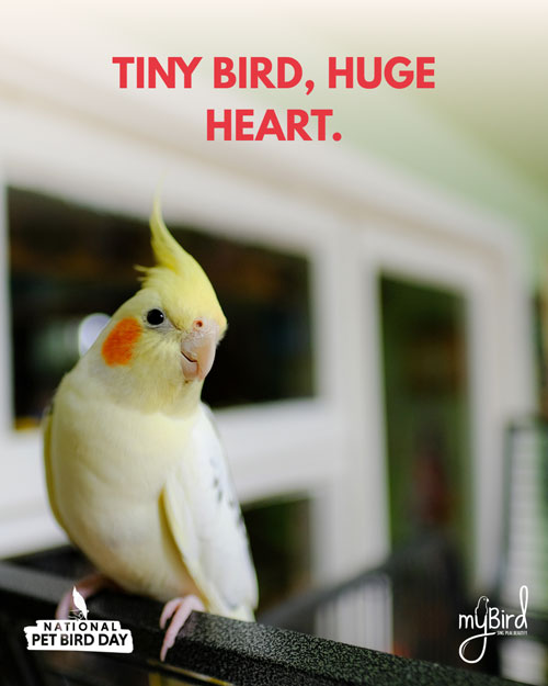 Tiny bird, huge heart.