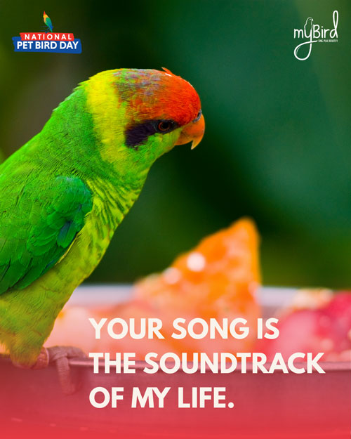 Your song is the soundtrack of my life.