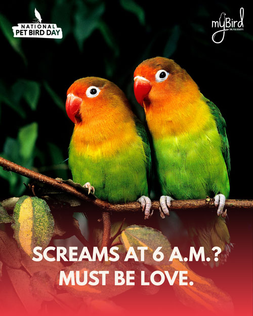 Screams at 6 A.M.? Must be love.