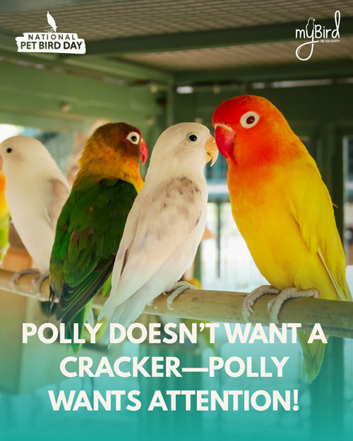 Polly doesn't want a cracker — Polly wants attention!