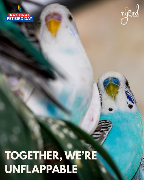 Together, we're unflappable