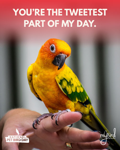 You're the tweetest part of my day.