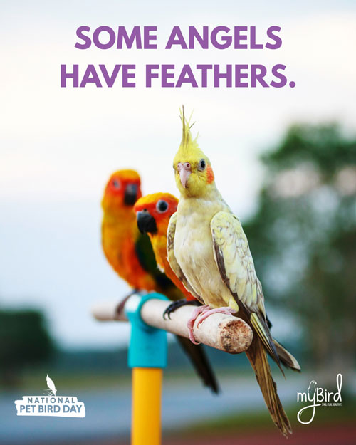 Some angels have feathers.