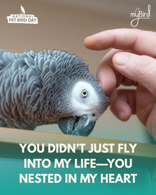 You didn't just fly into my life — you nested in my heart