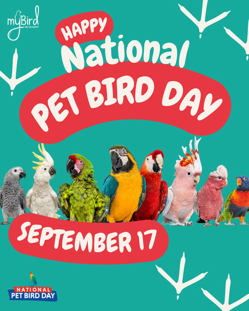 Happy National Pet Bird Day - September 17