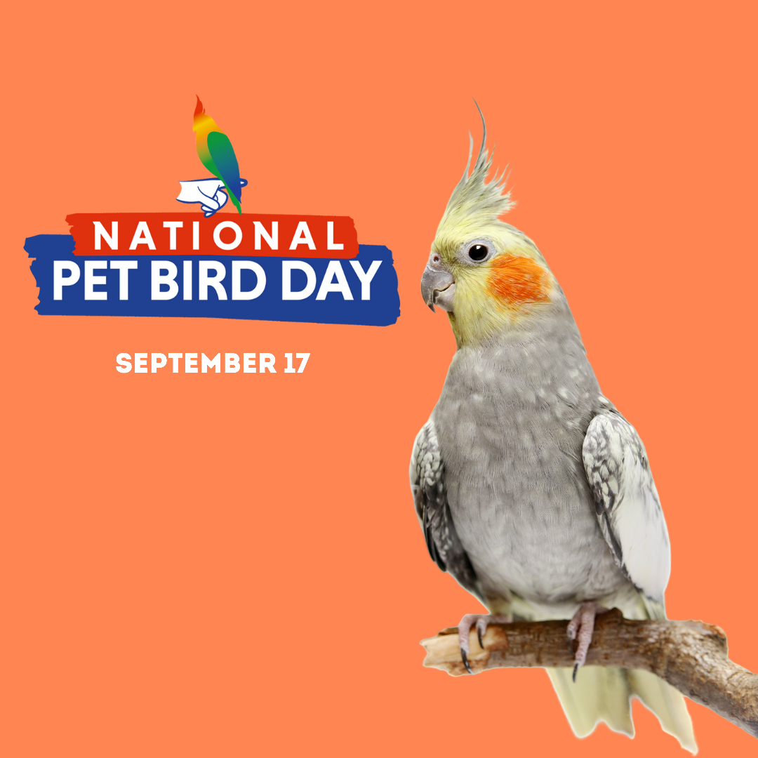 National Pet Bird Day — September 17