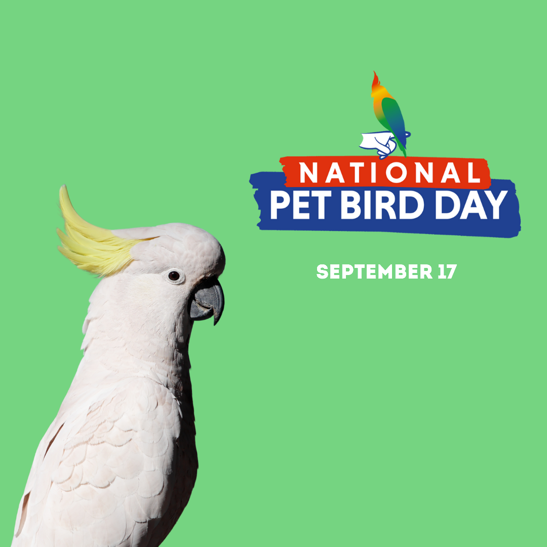 National Pet Bird Day — September 17