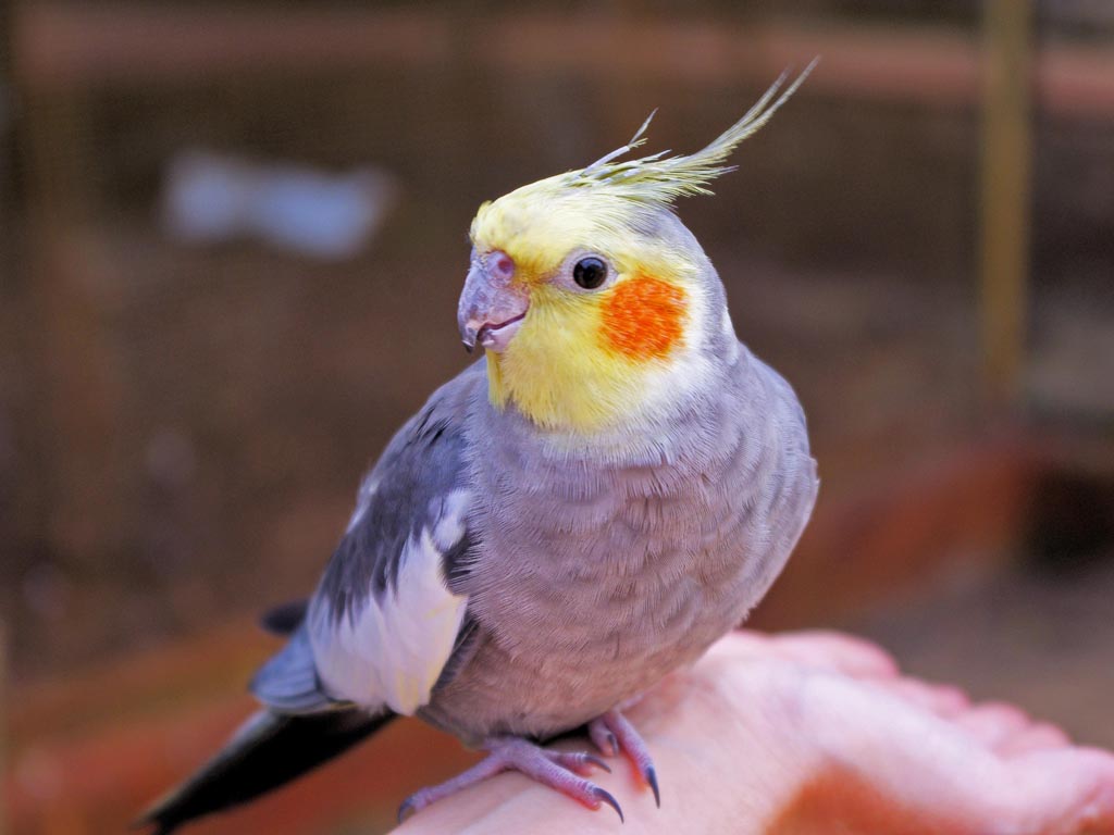 cockatoo types