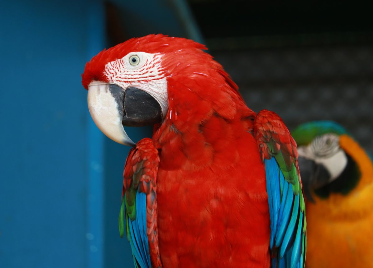 Macaw | myBird