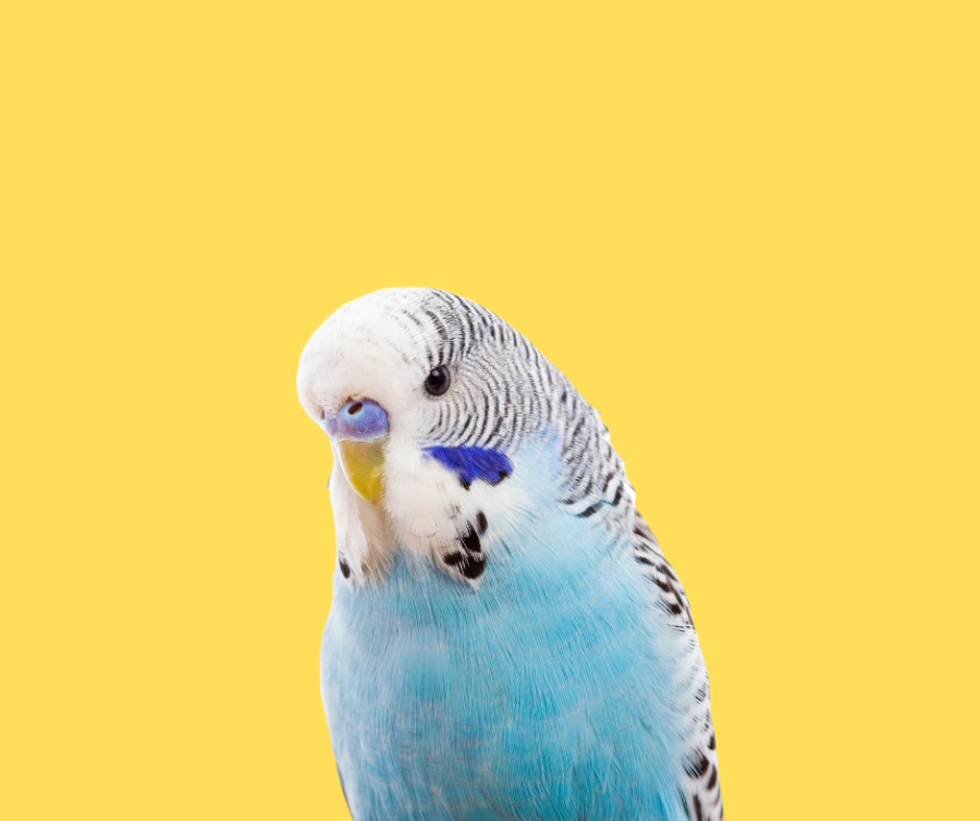 Dark Blue Budgies