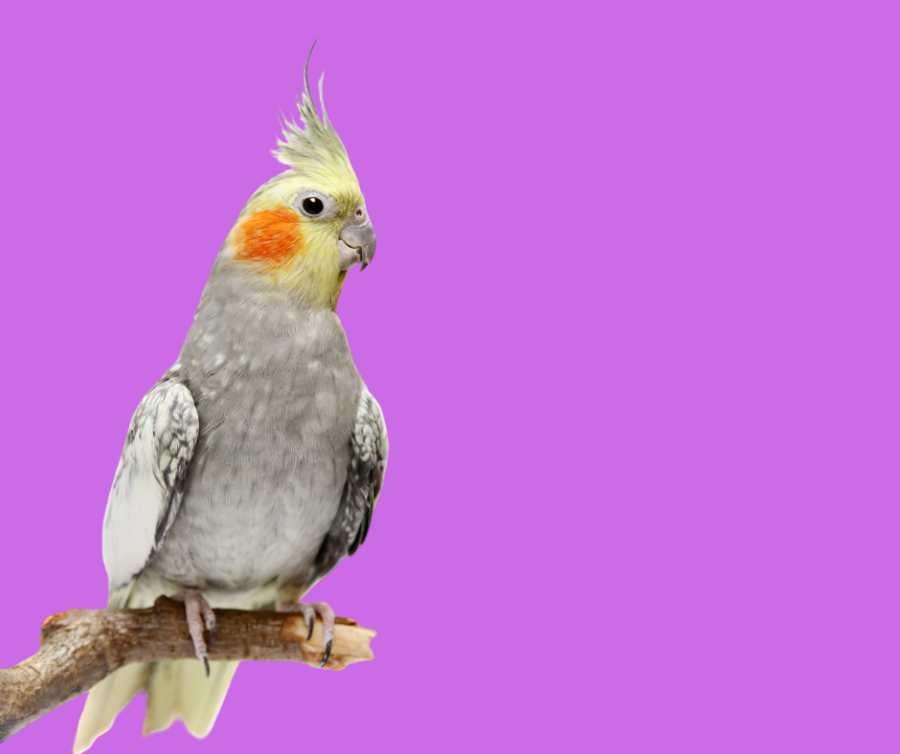 Cockatiel bird hot sale types