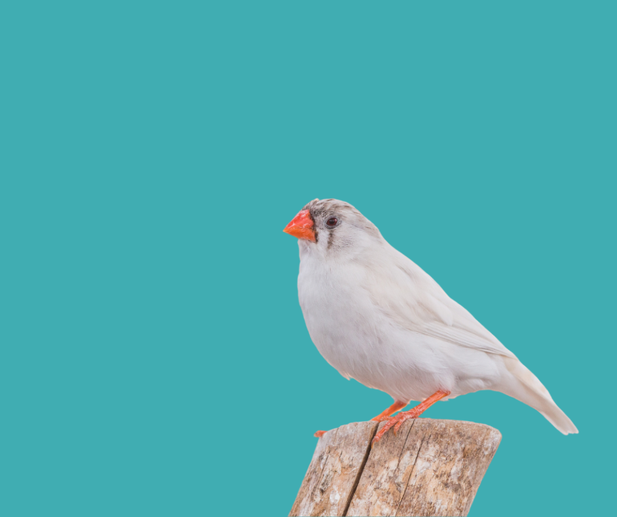 Pet best sale finch breeds