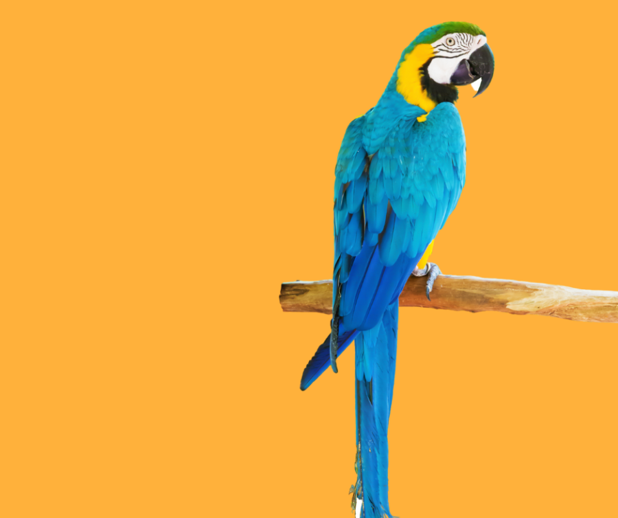 Macaw parakeet sales