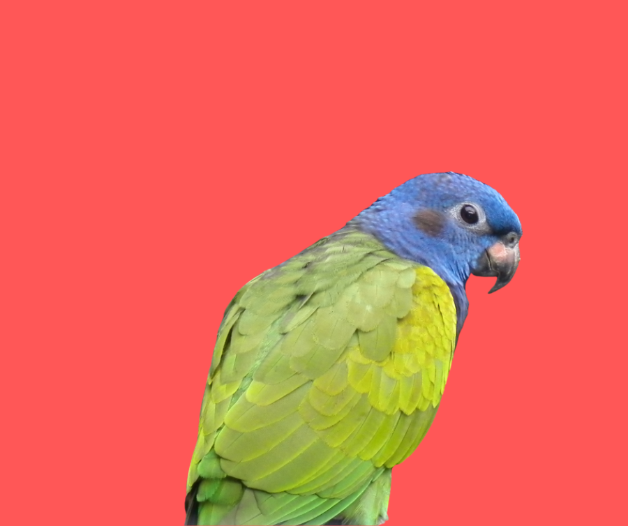 blue headed pionus