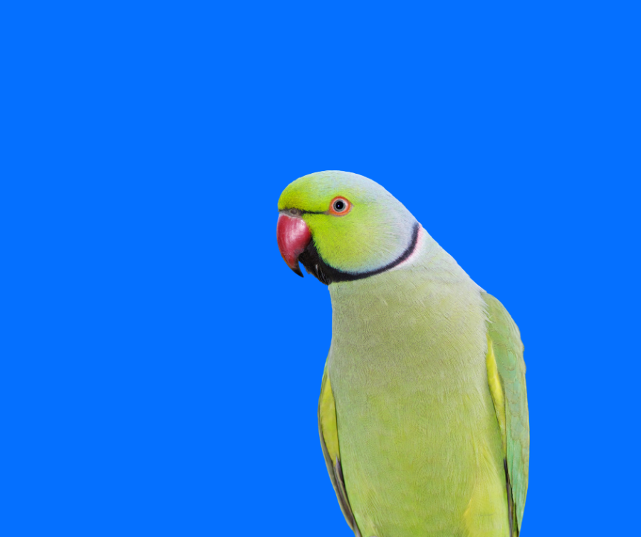 When do Indian ringneck parrots get their ring? How does it look during  development? - YouTube