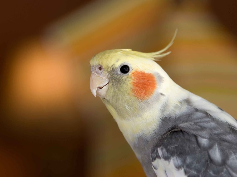 A cockatiel