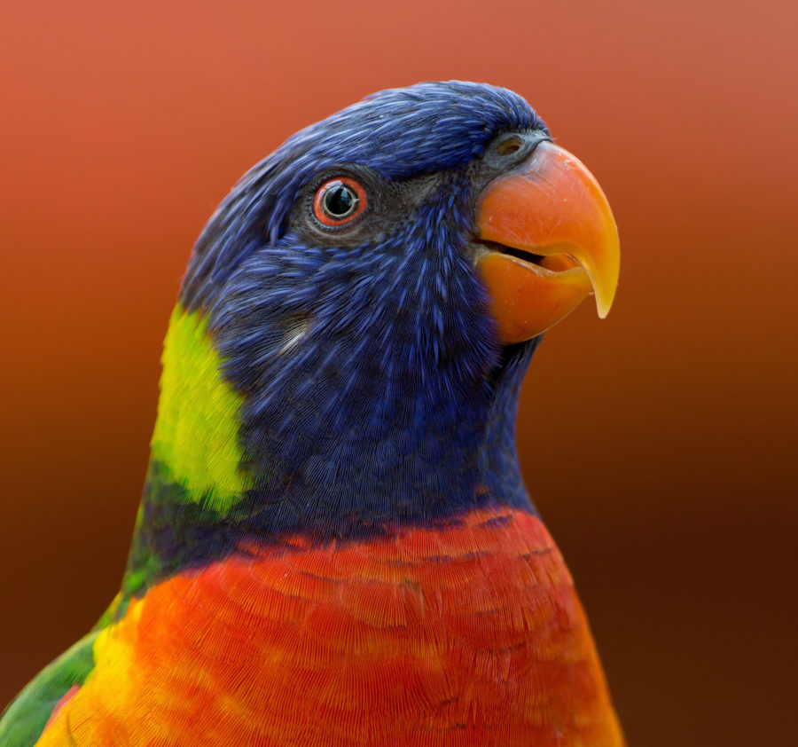 9 Top Blue Parrot Species to Keep as Pets