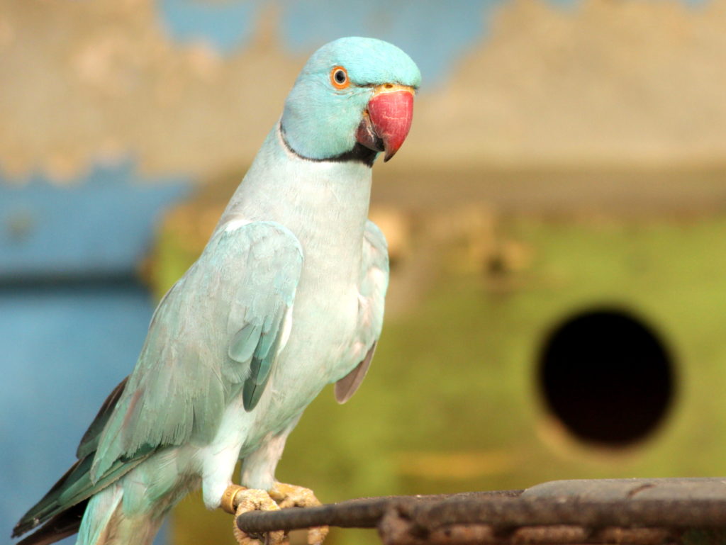 indian ringneck parakeet colors