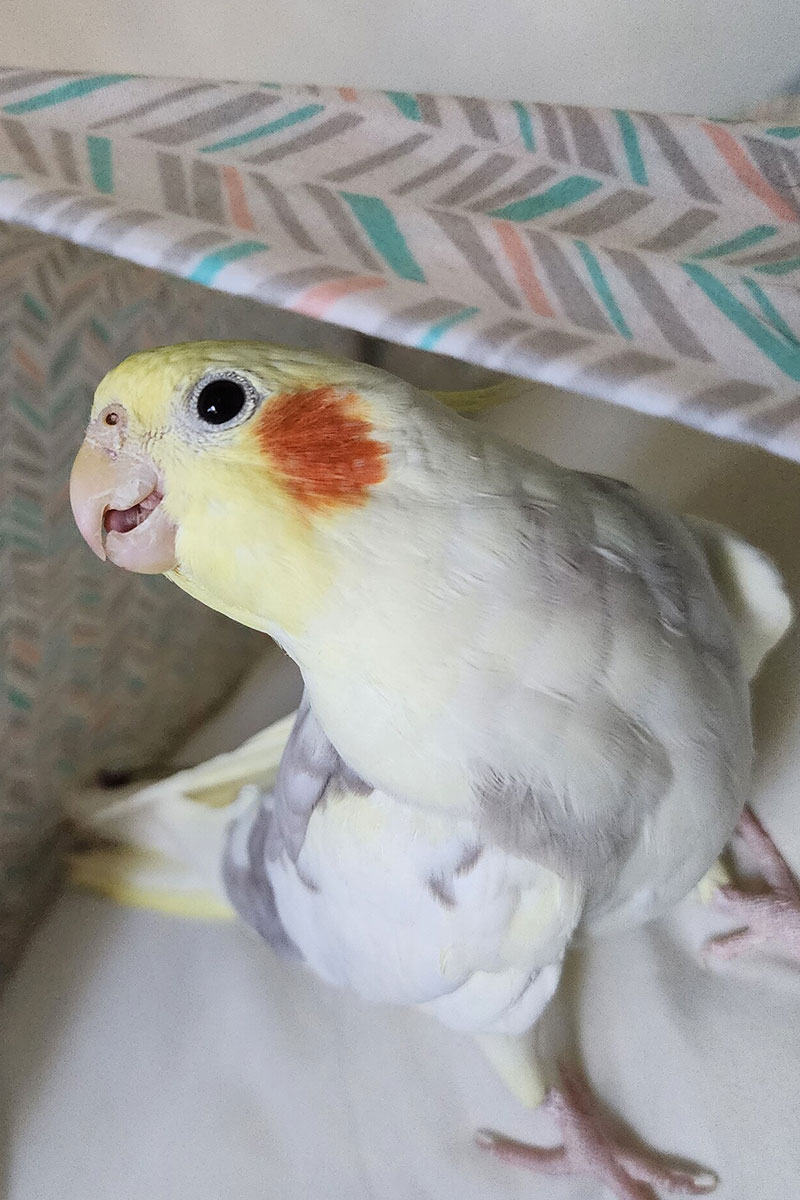 A cockatiel peeks out from beneath a blanket
