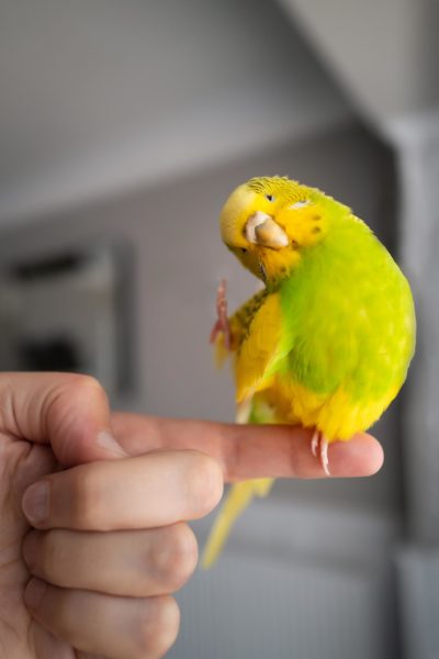 A yellow bird sits upon a person's extended index finger.