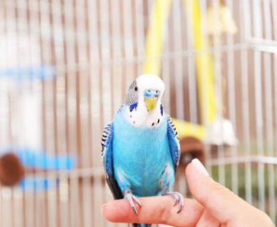 A blue budgie perches on a finger.
