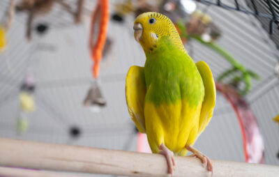 A green budgie looks down at the viewer from atop its perch