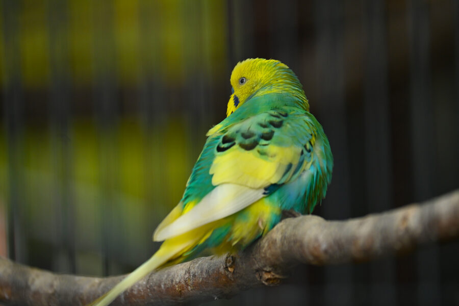 A bright, green budgie sits atop a natural perch, its back toward the camera.