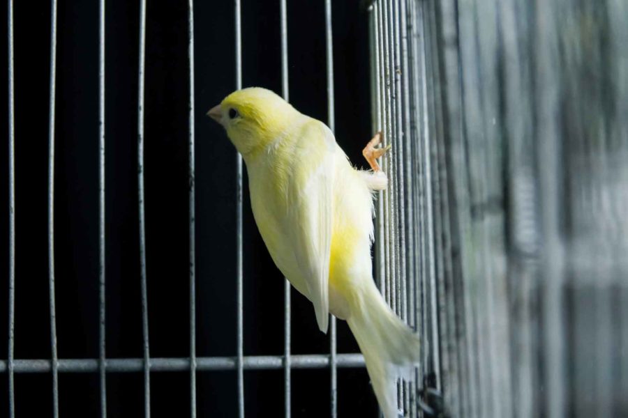 A yellow canary in a cage.