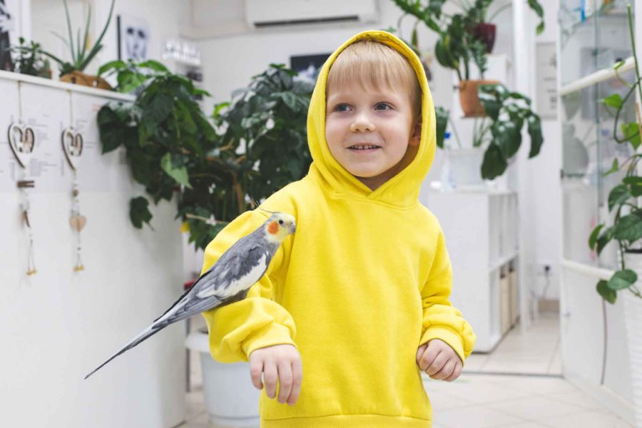 A small child poses with a lutino cockatiel on his arm.