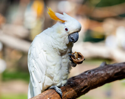 A white cockatoo on a branch holding an open walnut in its foot